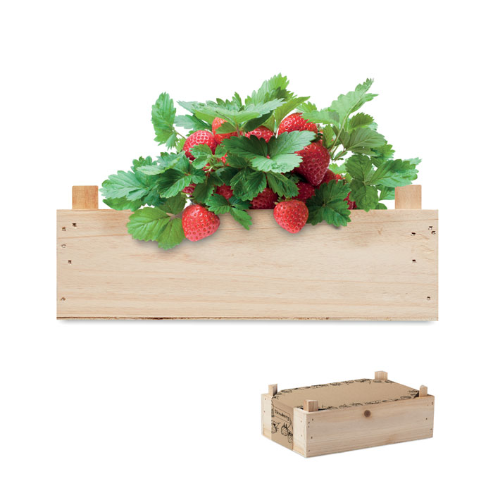 Strawberry growing kit | Eco gift